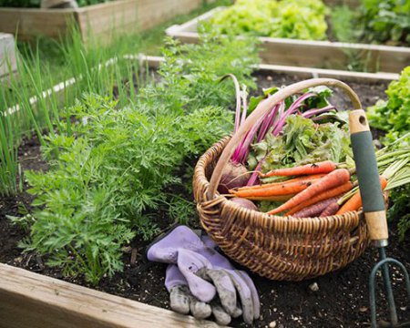 Посевной календарь на сентябрь: какие овощи собирают и сеют